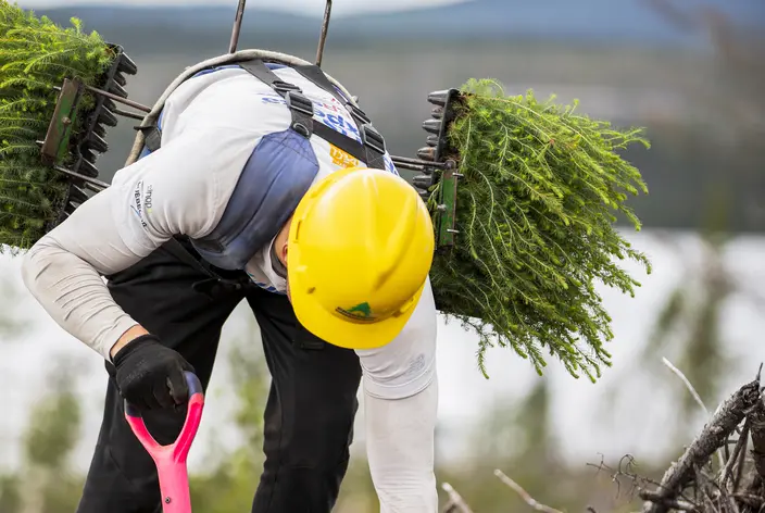Sustainable forestry - 2