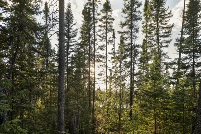 Bois d'oeuvre Nordic