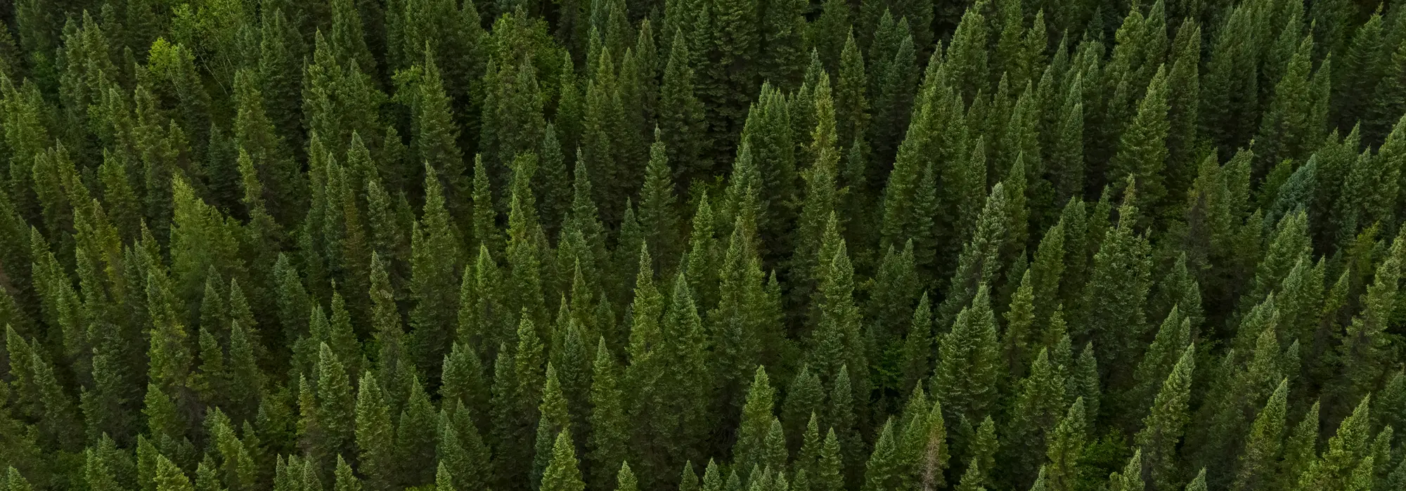 Photo of a forest